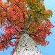Illustration for article titled Shooting Challenge Fall Leaves Gallery 10